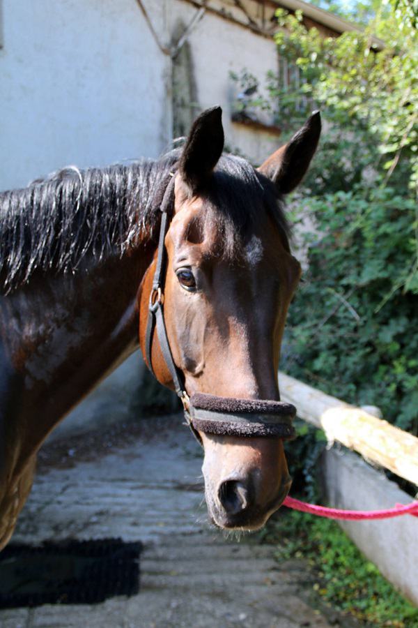 demi pension chevaux