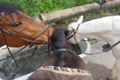 demi-pension-cheval-alpes-maritimes