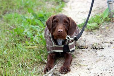 demi-pension-chevaux-06