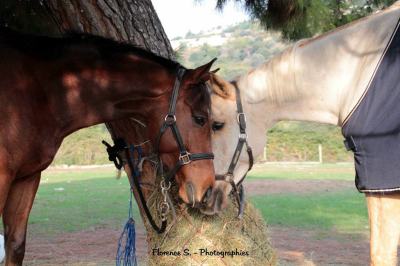 ecuries-proprietaire-alpes-maritimes